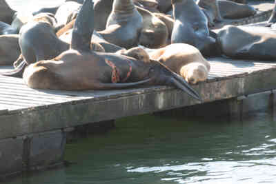 📷 Sea Lions