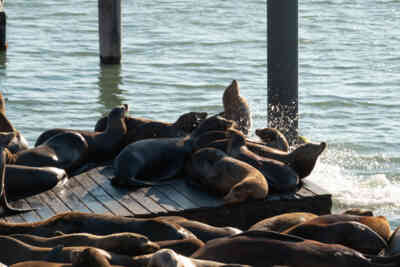 📷 Sea Lions