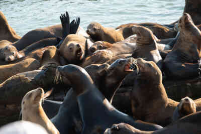 📷 Sea Lions