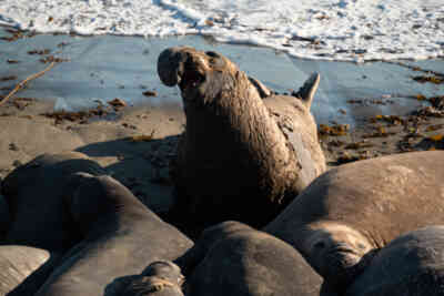 📷 Elephant Seal