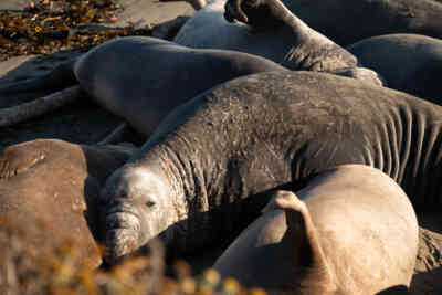 📷 Elephant Seals