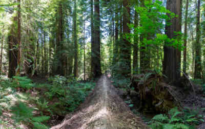 📷 Redwood National and State Parks