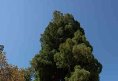 📷 Grandfather tree