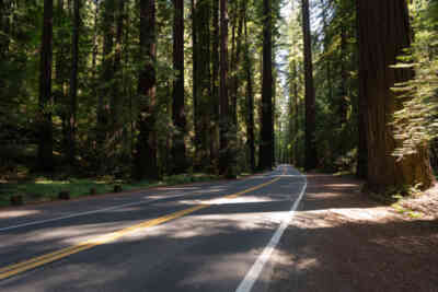 📷 Redwood National and State Parks
