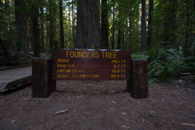 📷 Founders Tree