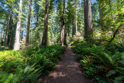 📷 Redwood National and State Parks