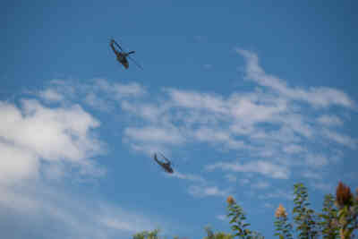 📷 Helicopters
