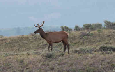 📷 Bull Elk