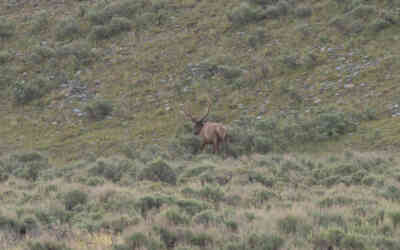 📷 Bull Elk