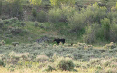 📷 Moose with cubs