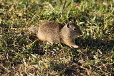 📷 Ground Squirrel