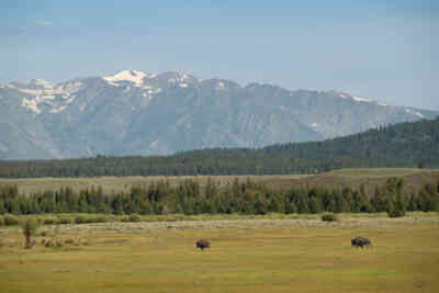 📷 Bison Landscape