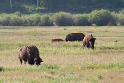 📷 Bisons