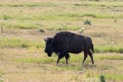📷 Bison