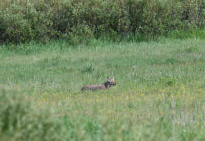 📷 Coyote