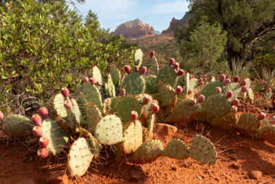 📷 Prickly Pear Cactus
