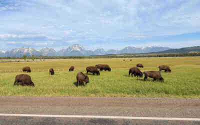 📷 Bison