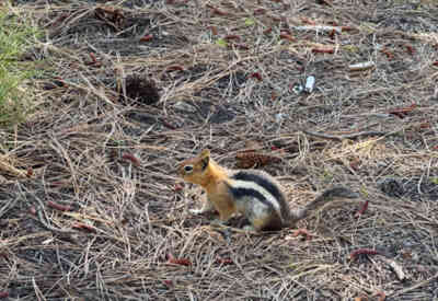 📷 Chipmunk
