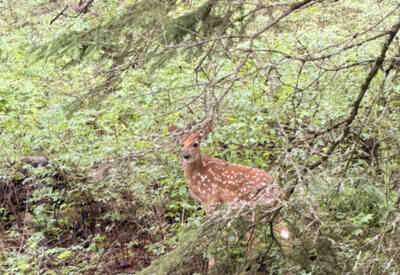 📷 Deer