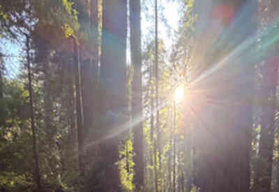 📷 Redwood National and State Parks