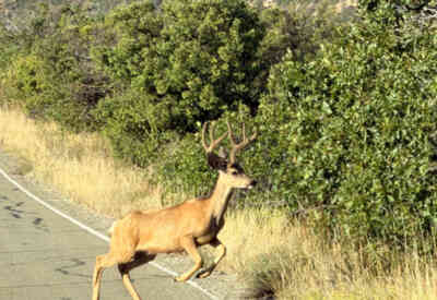 📷 Deer Crossing